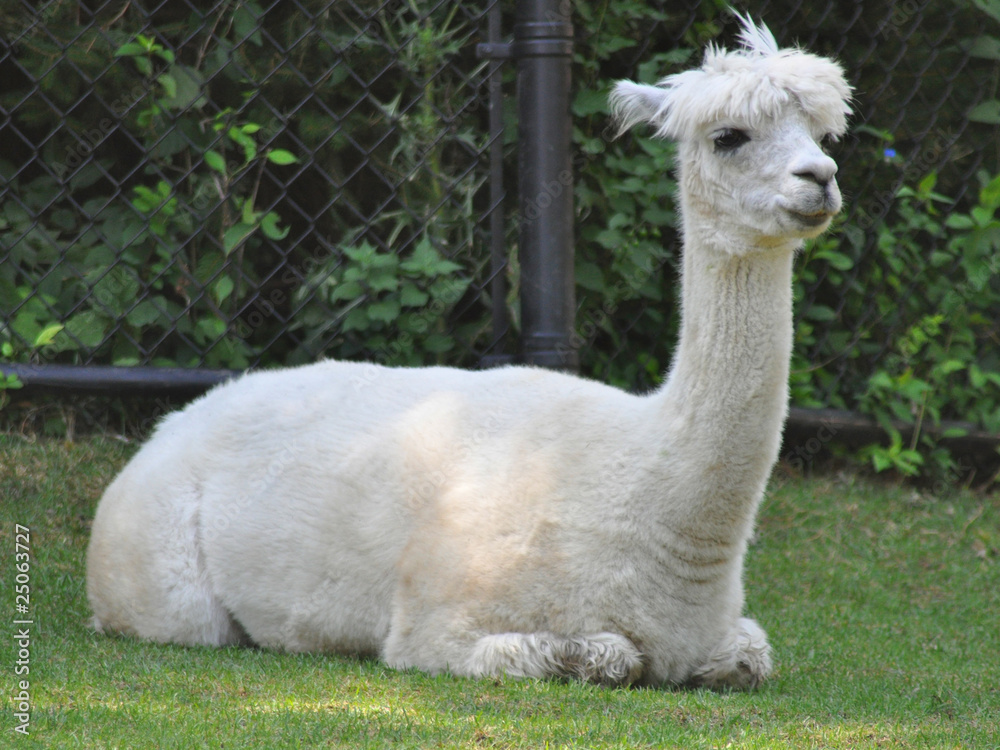 Fototapeta premium Alpaca