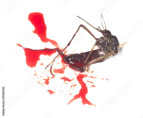 Dead mosquito and human blood.