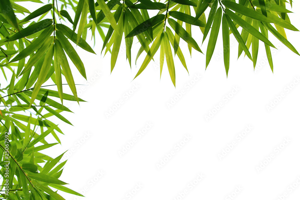Naklejka premium bamboo leaves