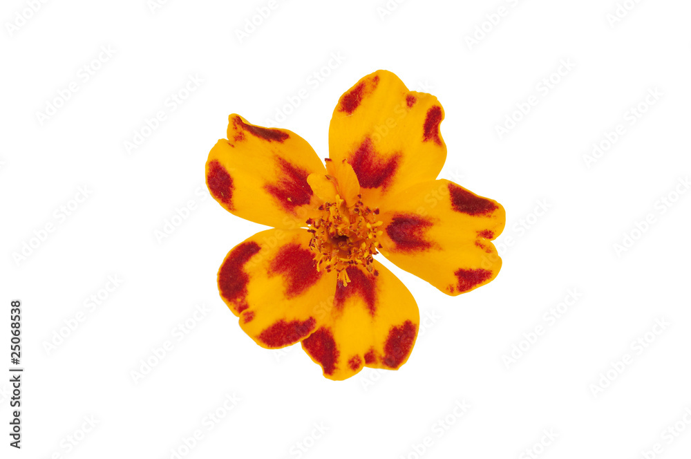 Fototapeta premium Marigold flower