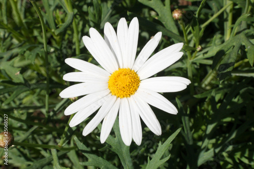 marguerite blanche