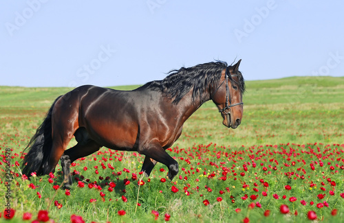 beautiful brown horse running trot on pasture
