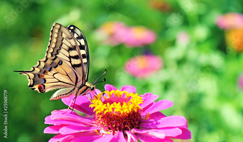 butterfly (Papilio Machaon) on purple zinnia
