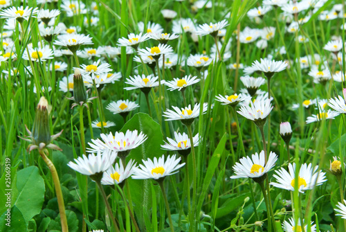 Fotografija Macro of daisywheel