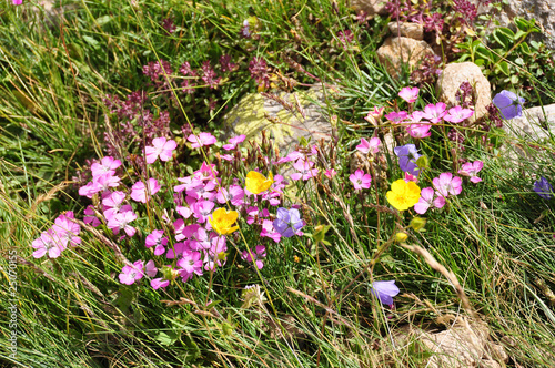 FLEURS MONTAGNE