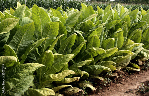 Plantation de tabac photo