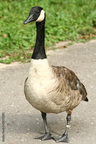 Canada Goose (Branta canadensis)