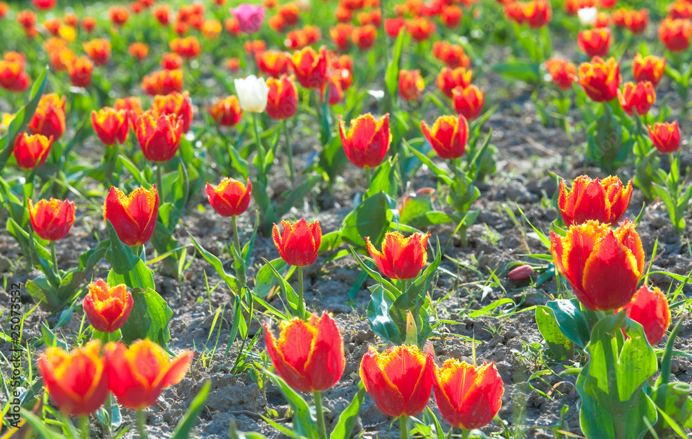 Fototapeta premium Red tulip flowers