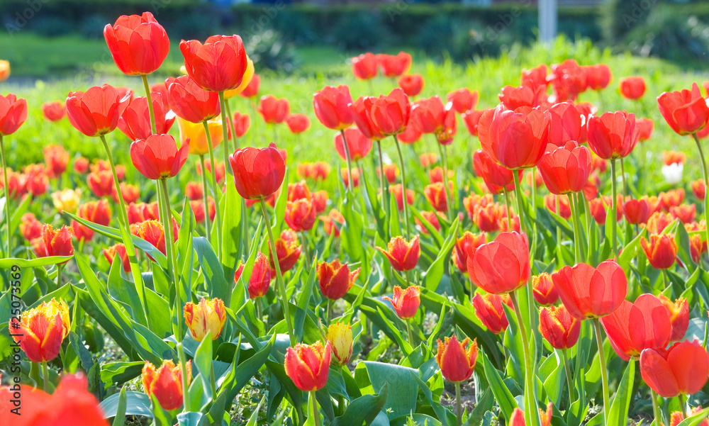 Fototapeta premium Red tulip flowers