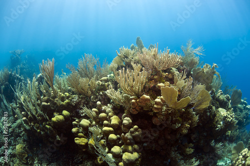 Underwater coral reef