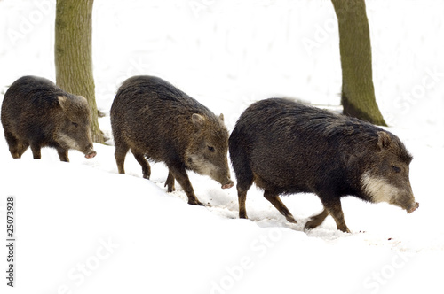 Musk hog (Tayassu tajacu) photo