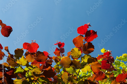 Green leaf on sunlight