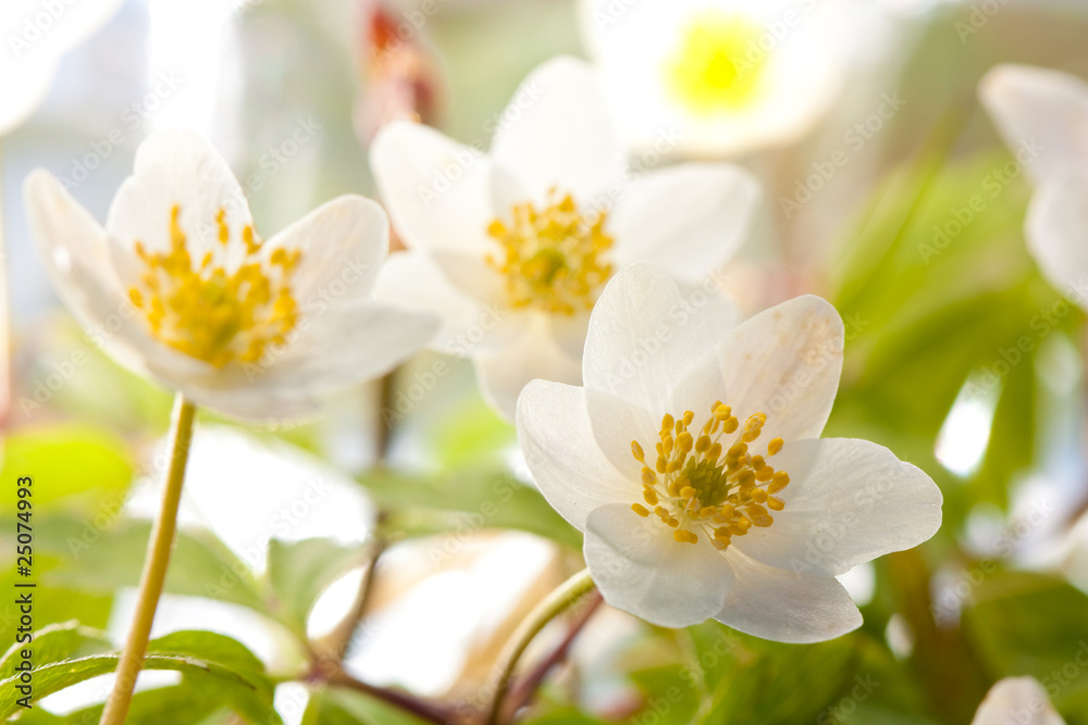 White anemone White anemone