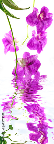 Fototapeta Naklejka Na Ścianę i Meble -  orchidée dendrobium, fond blanc
