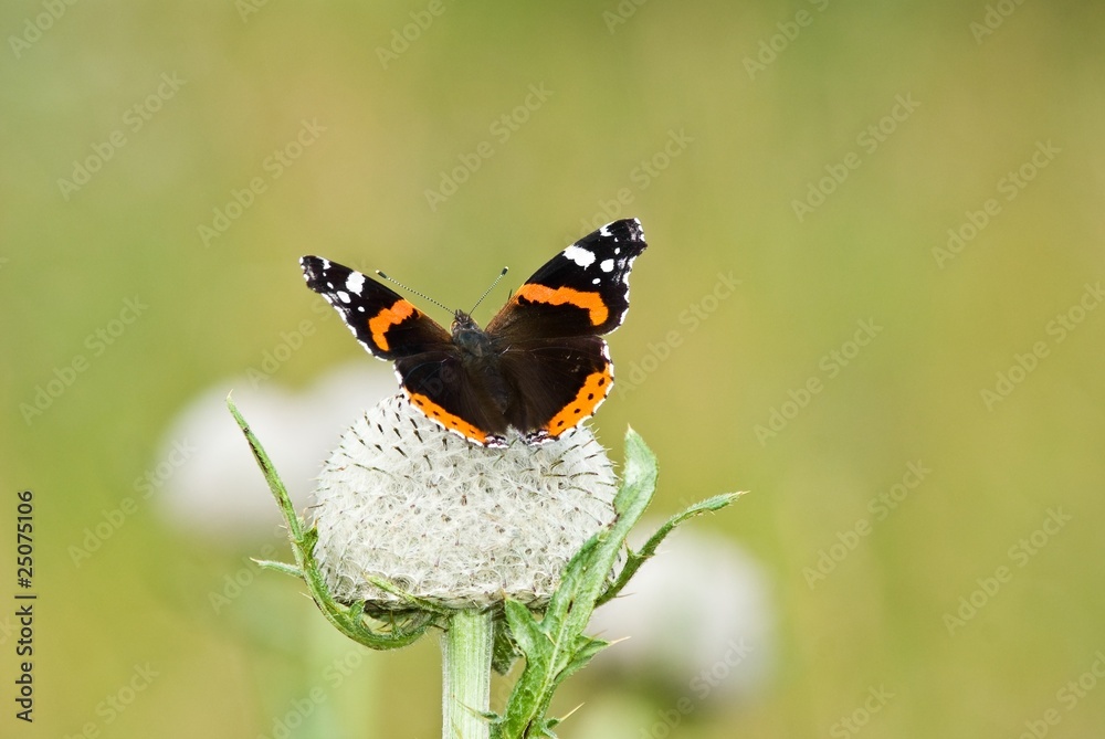 butterfly on a flower