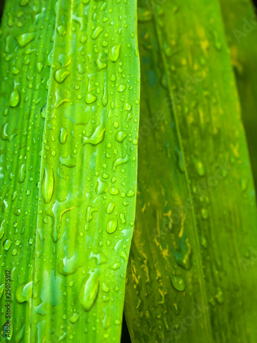 water drop on bamboo leaf