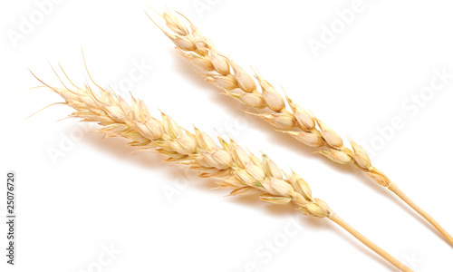 ear wheat