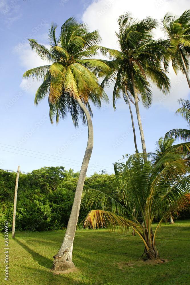 palm tree in park