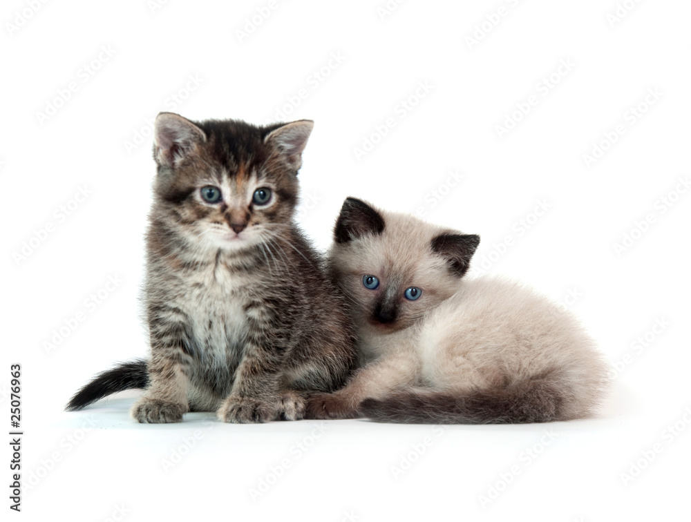 Two kittens on white background