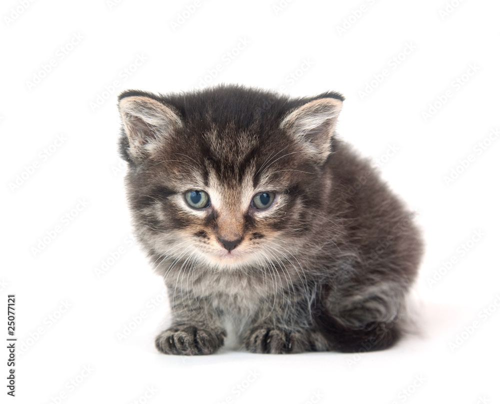 Obraz premium Cute tabby kitten on white