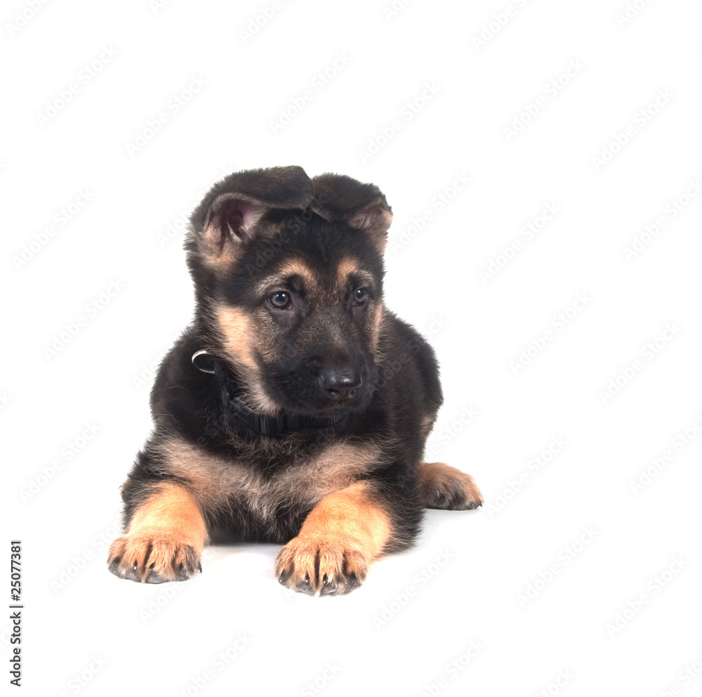 Fototapeta premium German Shepherd puppy on white