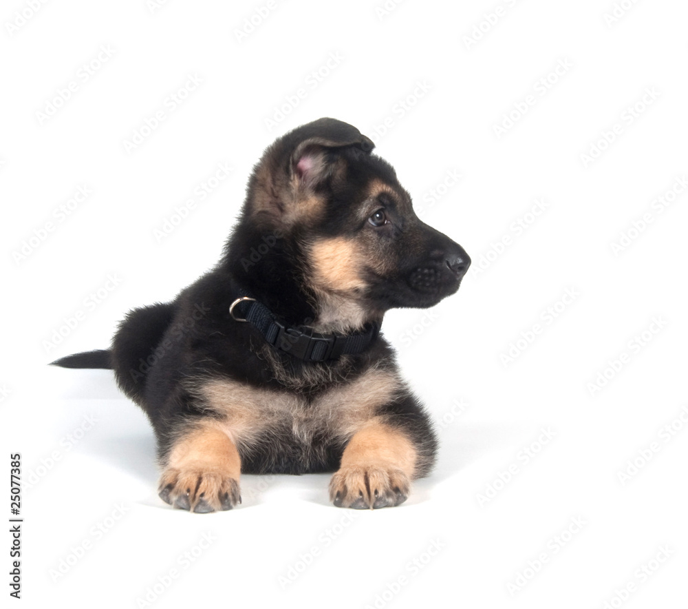 German Shepherd puppy on white German Shepherd puppy on white