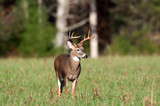 Whitetail deer buck in open meadow