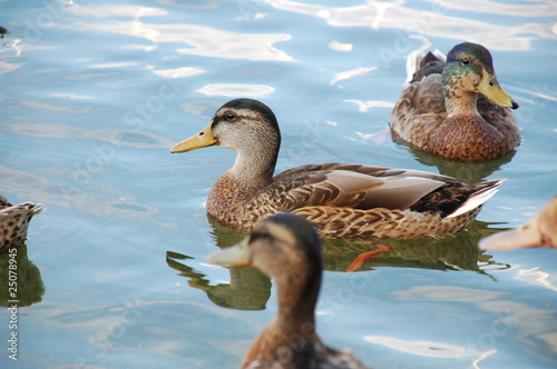 Canard Colvert