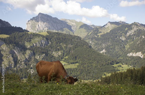 Vache de Savoie © bigmagic