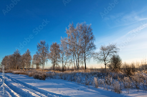 Winter field under blue sky