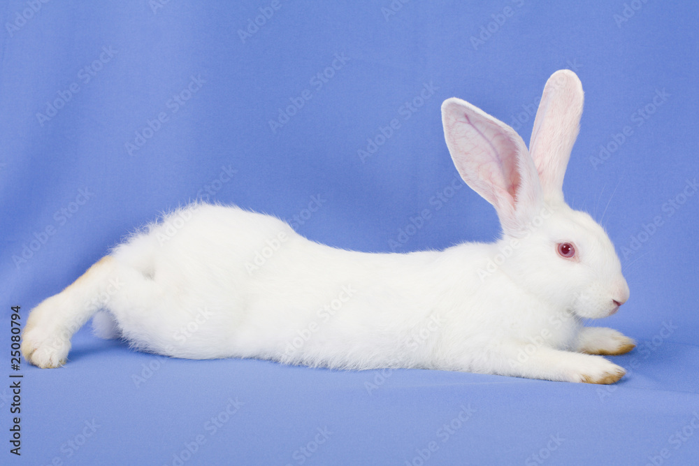 Obraz premium One rabbit on a blue background