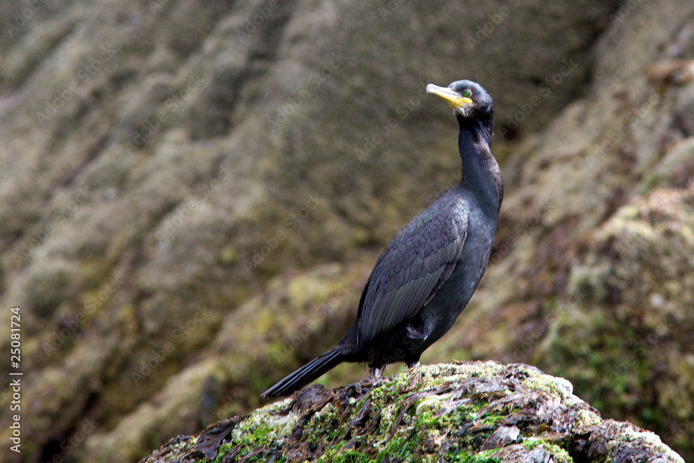 Fototapeta premium Shag on a rock