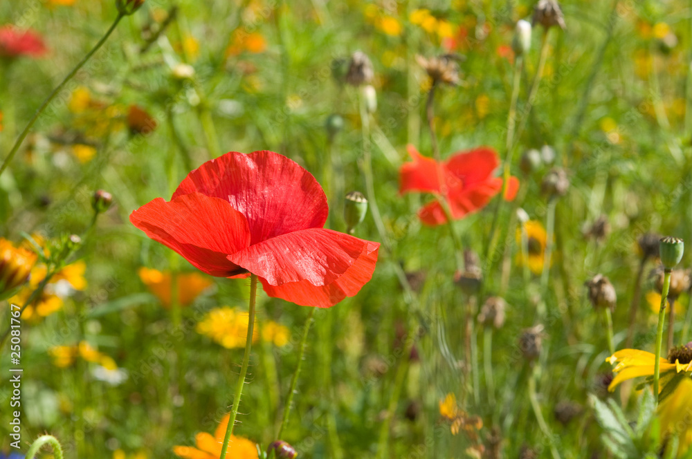 Fototapeta premium Wildblumenwiese mit Klatschmohn