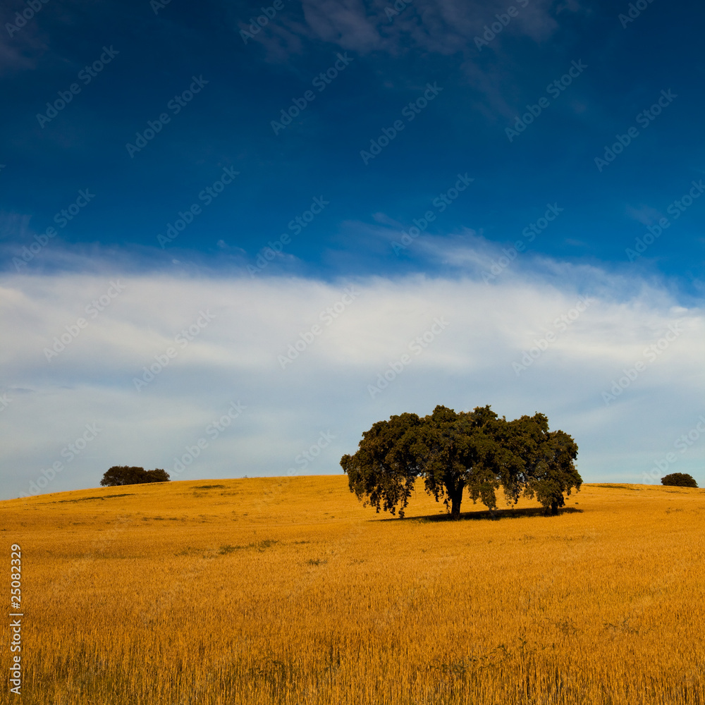 Obraz premium Yellow wheat field