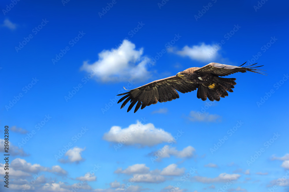 Fototapeta premium Raubvogel 33