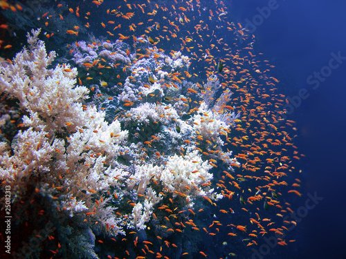 Aquarium 2010
