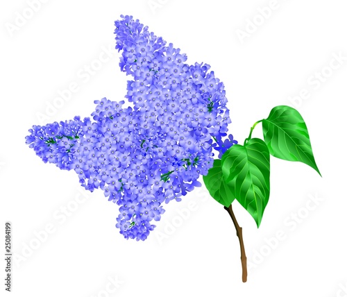 Lilac branch