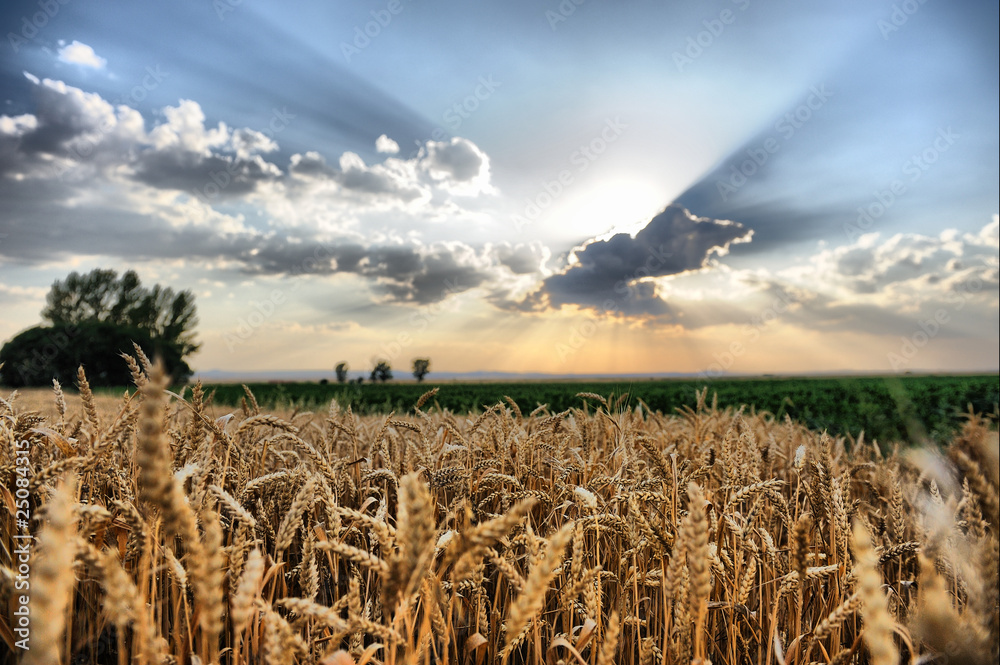 Naklejka premium Trigo y tormenta