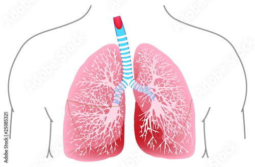 lungs and trachea