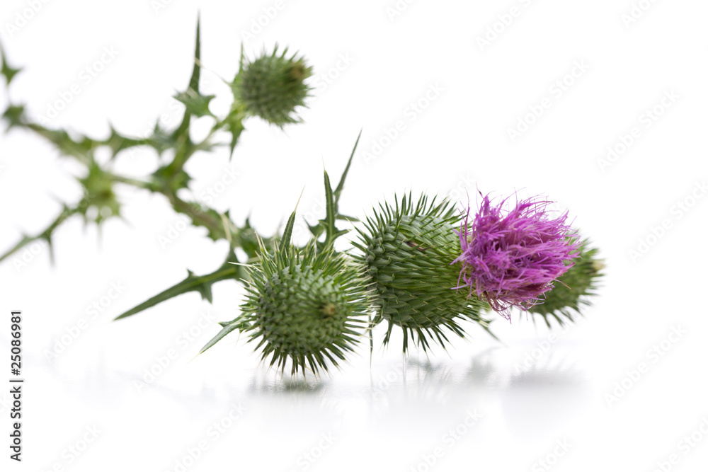 Wegdistel (Carduus acanthoides) auf weißem Hintergrund Wegdistel (Carduus acanthoides) auf weißem Hintergrund