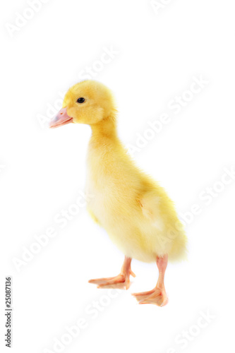 yellow fluffy duckling
