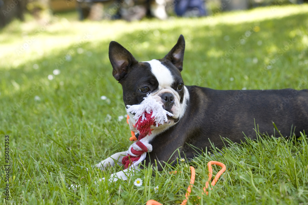 Boston Terrier