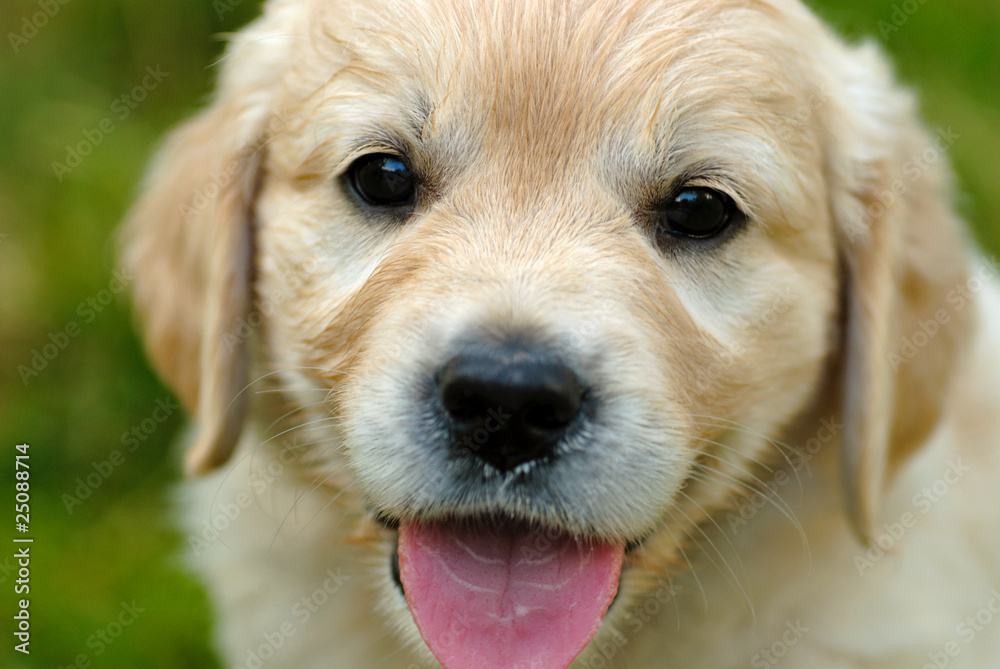 Golden retriever puppy in the grass