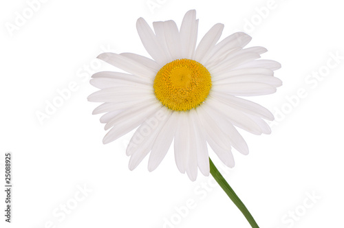 white camomile