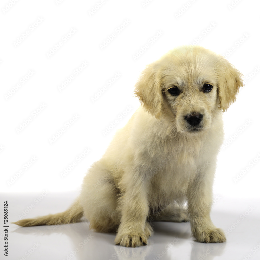 Golden retriever puppy isolated Golden retriever puppy isolated