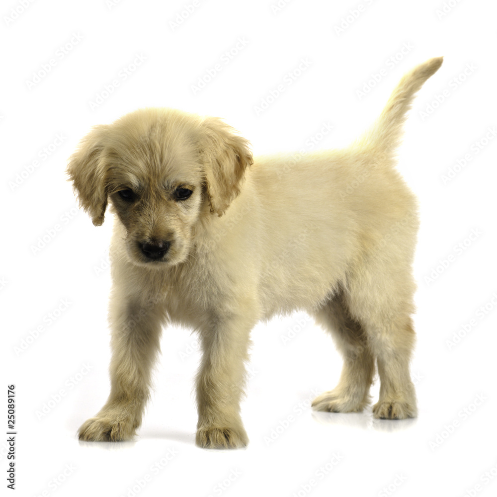 Golden retriever puppy isolated