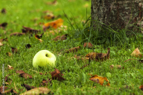 Green apple on the grass in the autumn