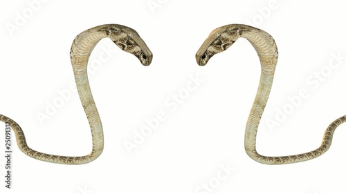 Two wild agressive snakes isolated on white