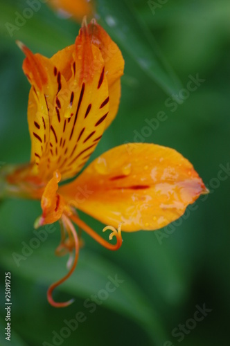 Orange Flower