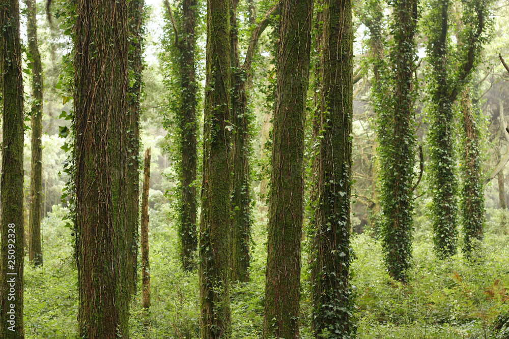 Green forest trees with huge rocks